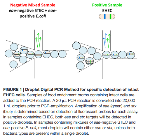 Gene%20linkage%20EHEC%20example/image.png