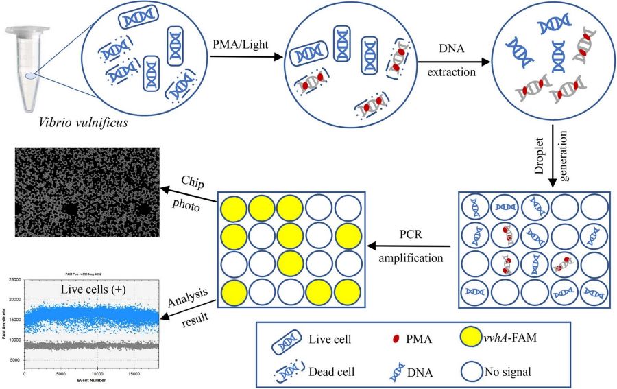 PMAddPCR.jpg