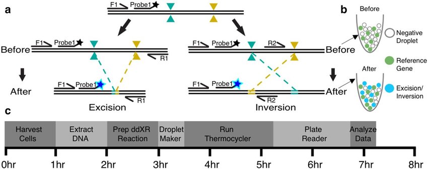 Overview-of-ddXR-excision-and-inversion-quantification-methods-a-Schematic-of-ddXR.jpg