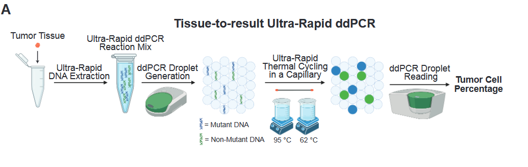URddPCR.png