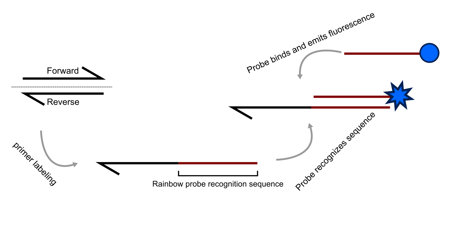 rainbowProbes.png