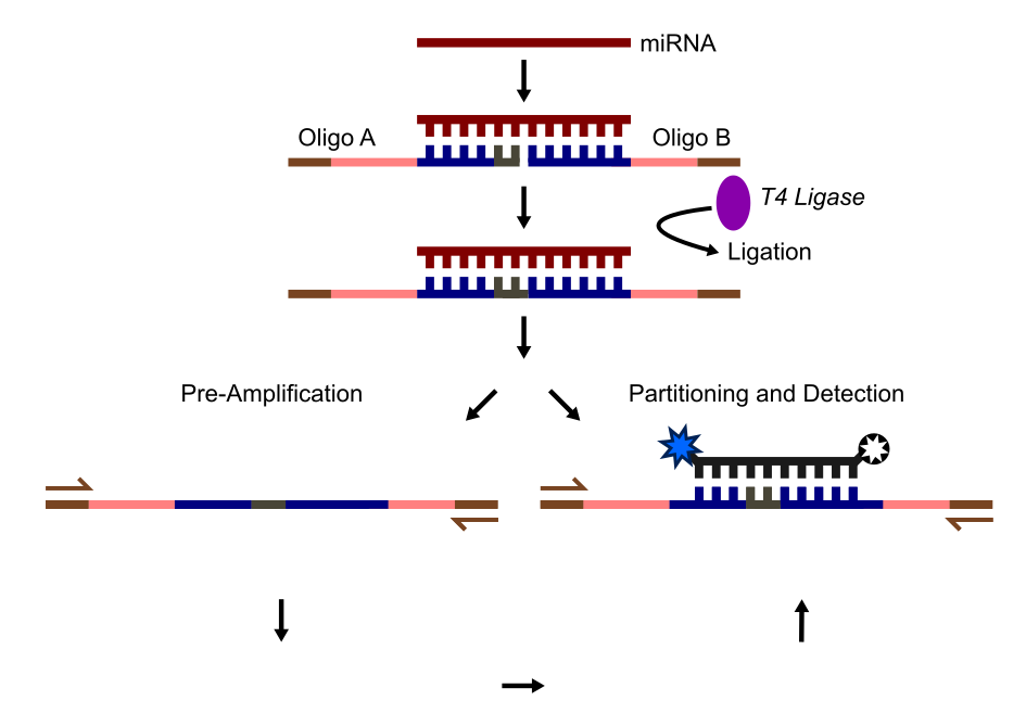 miRNA ligation.png