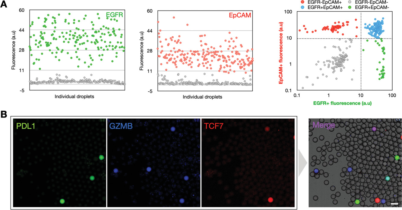 Quantification%20of%20Extracellular%20Vesicles/adbi201900307-fig-0005-m.jpg