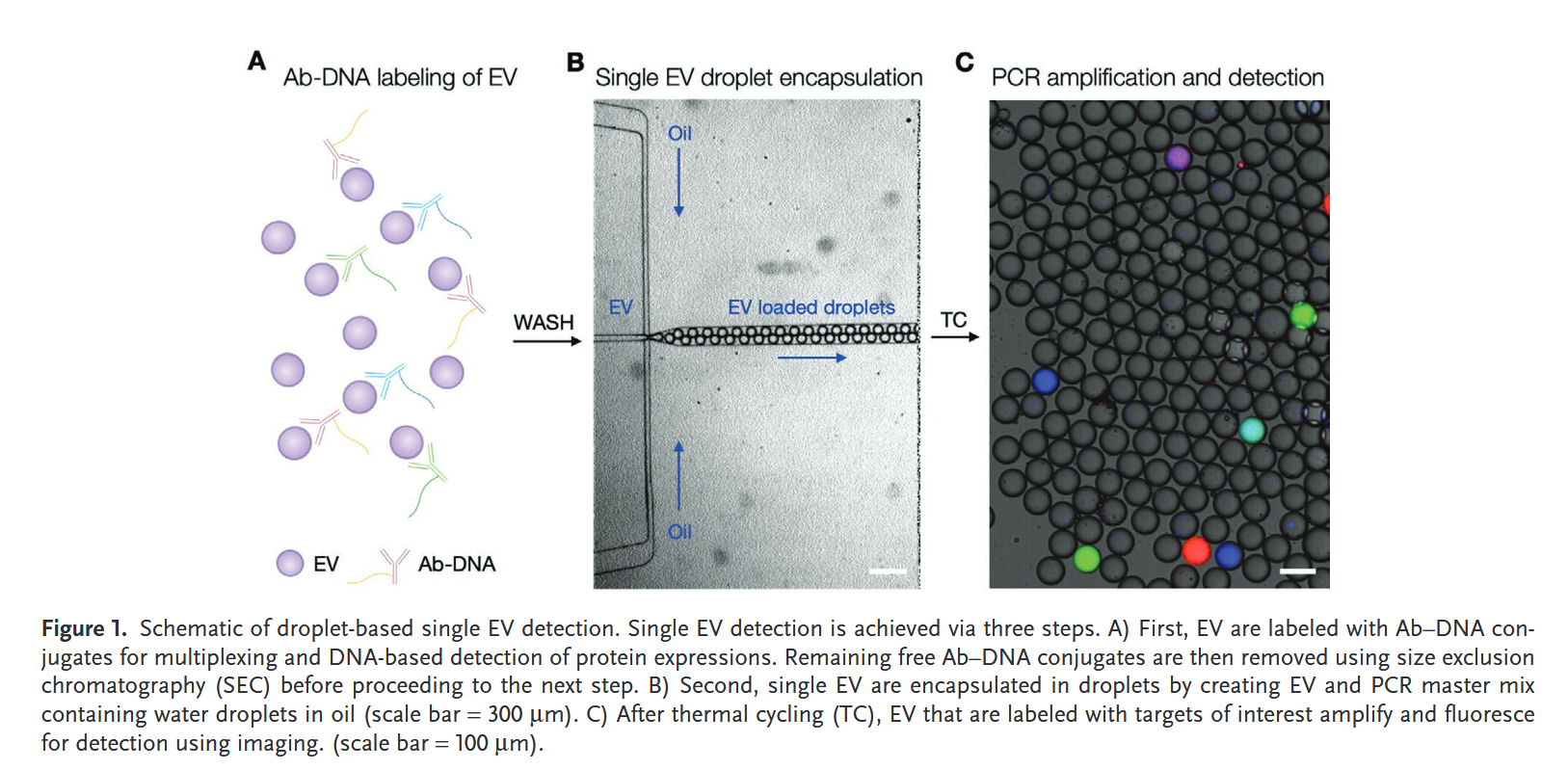 Quantification%20of%20Extracellular%20Vesicles/image.png