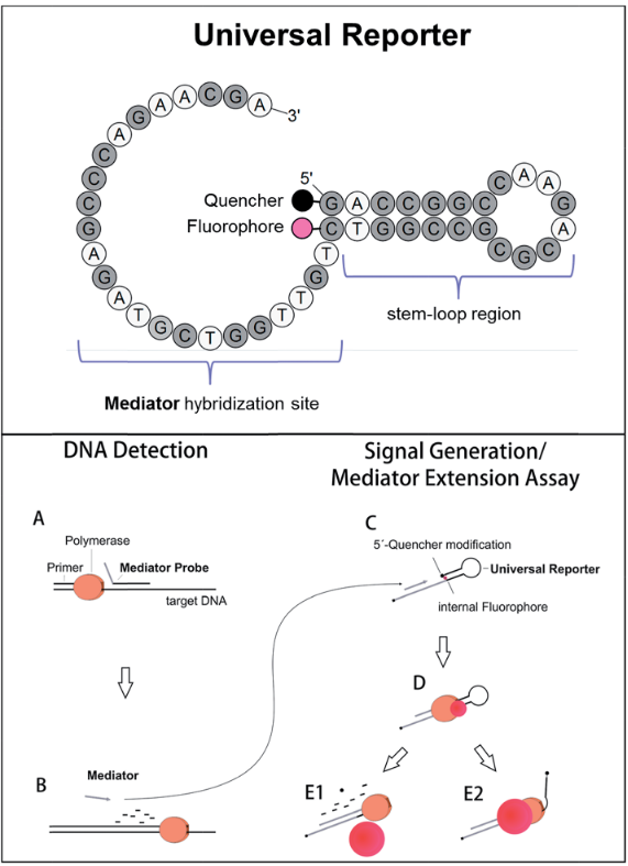 MPqpcr.png